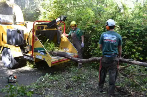 tree services Daytona Beach